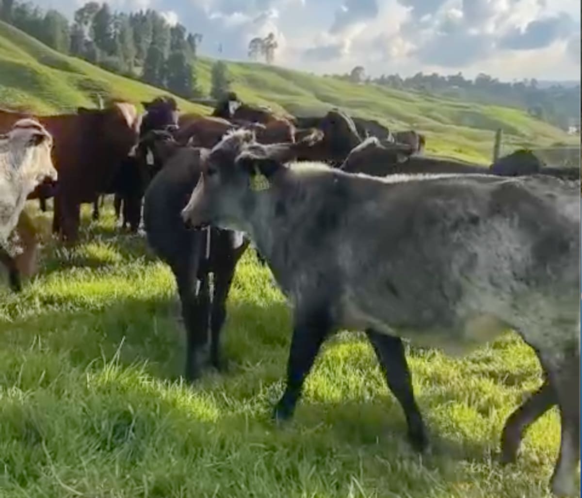 Unas 47 reses como estas sacaron de una finca ubicada en zona rural de Galapa, Atlántico.//Captura de pantalla.