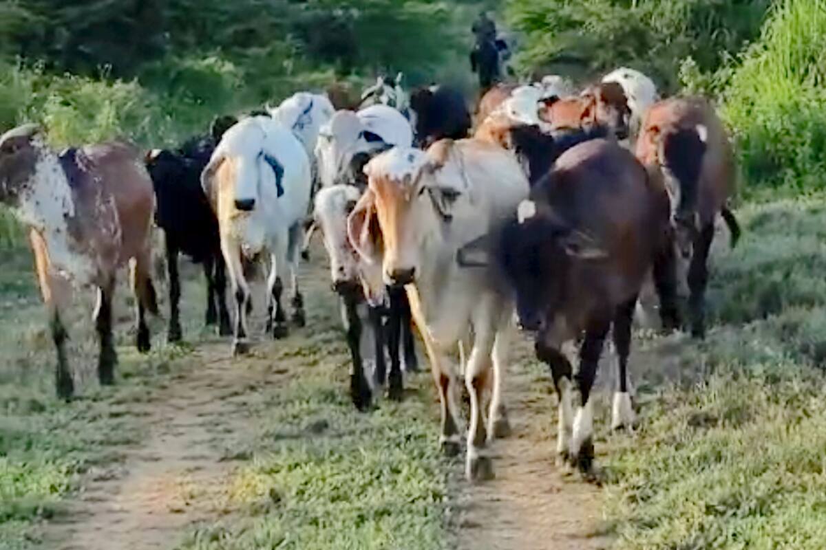 Investigan el robo de 47 cabezas de ganado en finca de Galapa, Atlántico