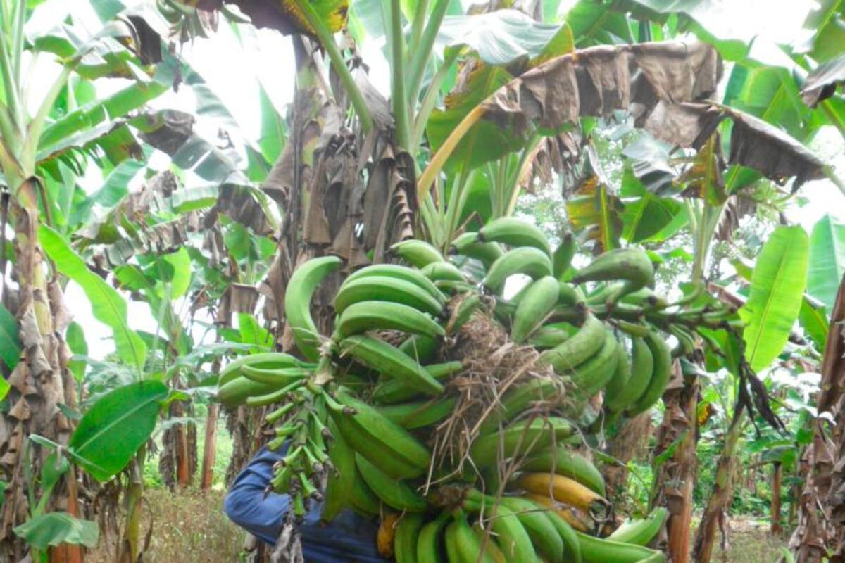 Autoridades sanitarias ponen a raya sospecha del hongo bananero en La Guajira