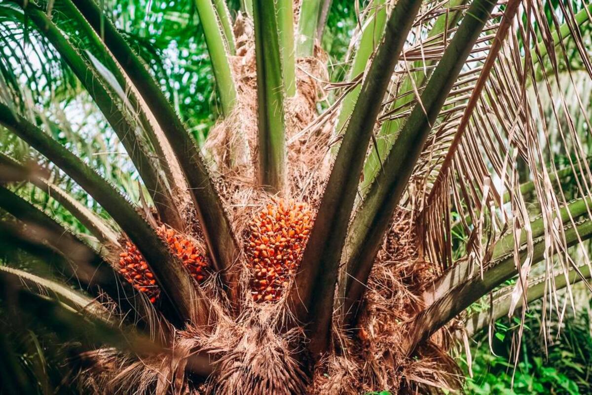 En el sur de Bolívar cambiaron cultivos ilícitos por palma de aceite