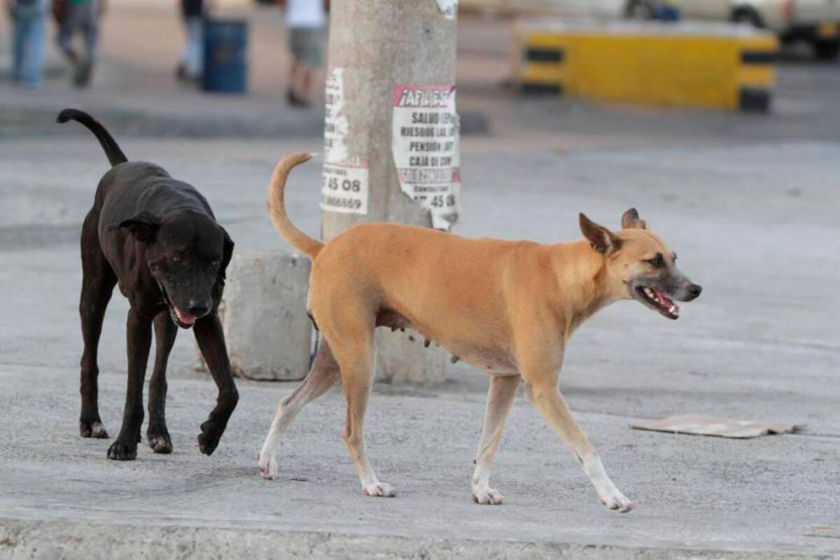¿Cómo le va a Cartagena en protección y bienestar animal?