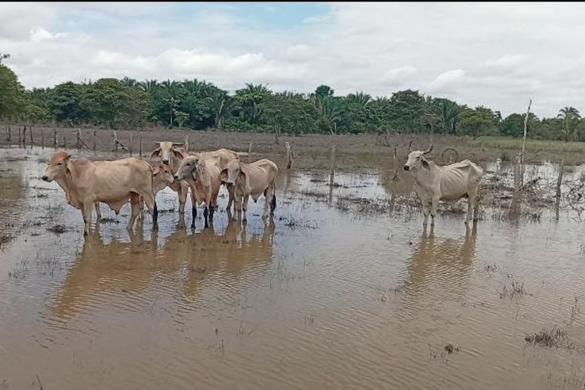 Fedegán estima pérdidas de casi $13.000 millones por crisis climática