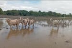 Fedegán estima pérdidas de casi $13.000 millones por crisis climática