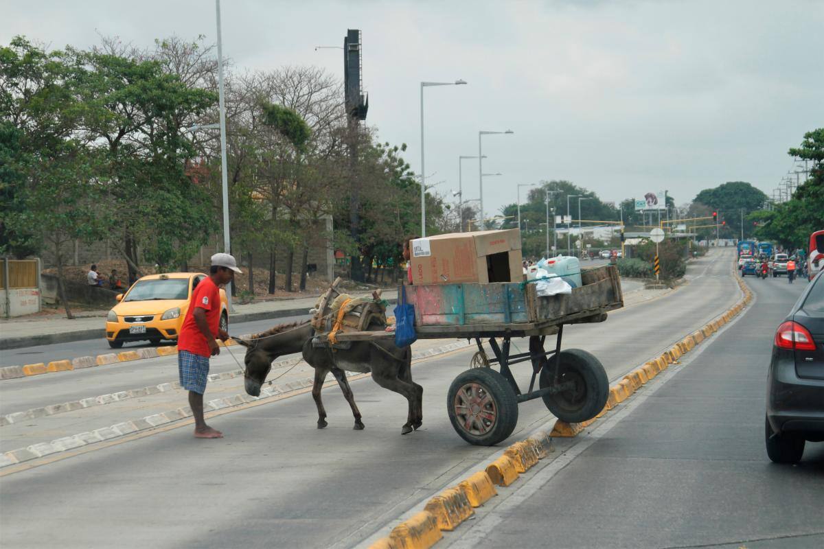 Las alternativas para sustituir los vehículos de tracción animal en Cartagena