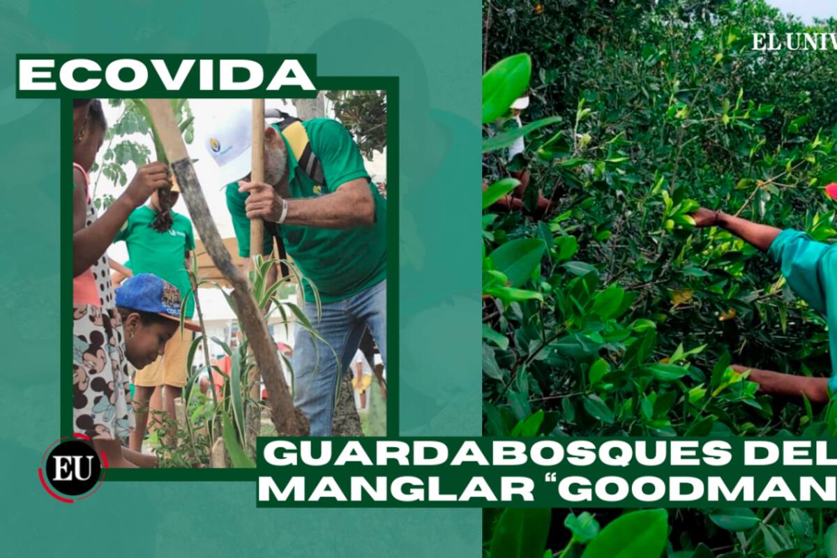 Video: Ecovida, el proyecto que busca revitalizar la ciénaga de La Virgen