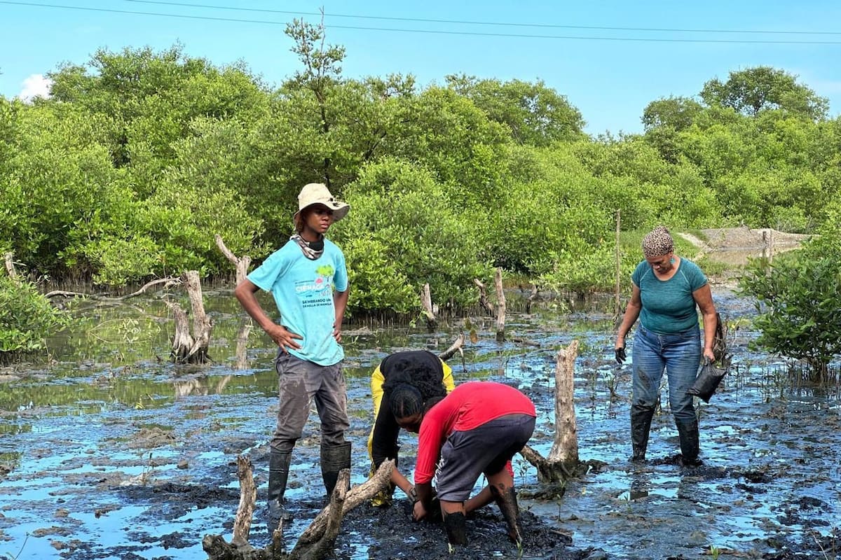 Esta es la agenda de la Semana del Manglar en Cartagena