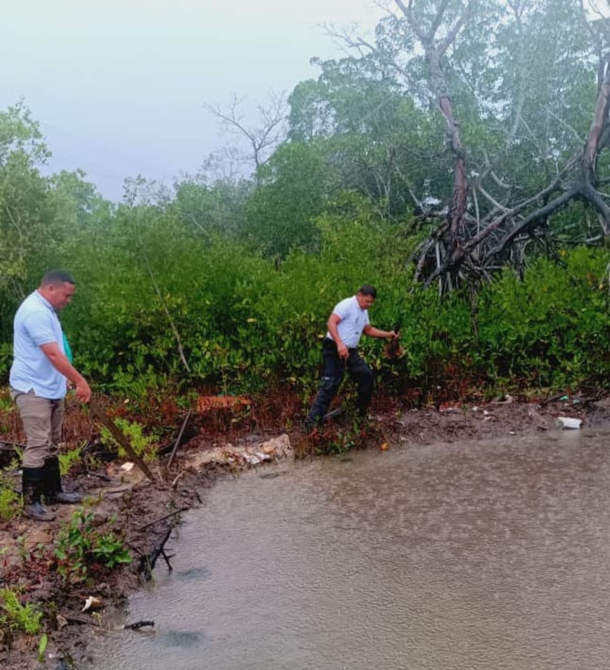 Guardia Ambiental impulsa recuperación de la Ciénaga de la Virgen con siembra de manglar. // Cortesía