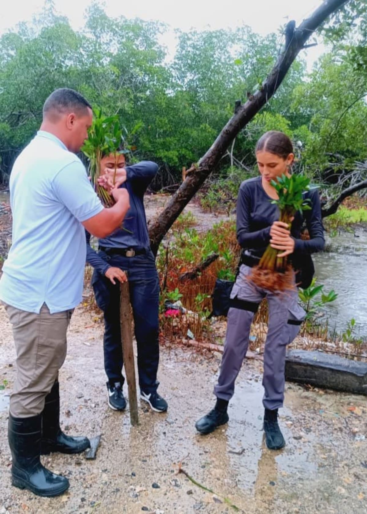 Guardia Ambiental impulsa recuperación de la Ciénaga de la Virgen con siembra de manglar. // Cortesía
