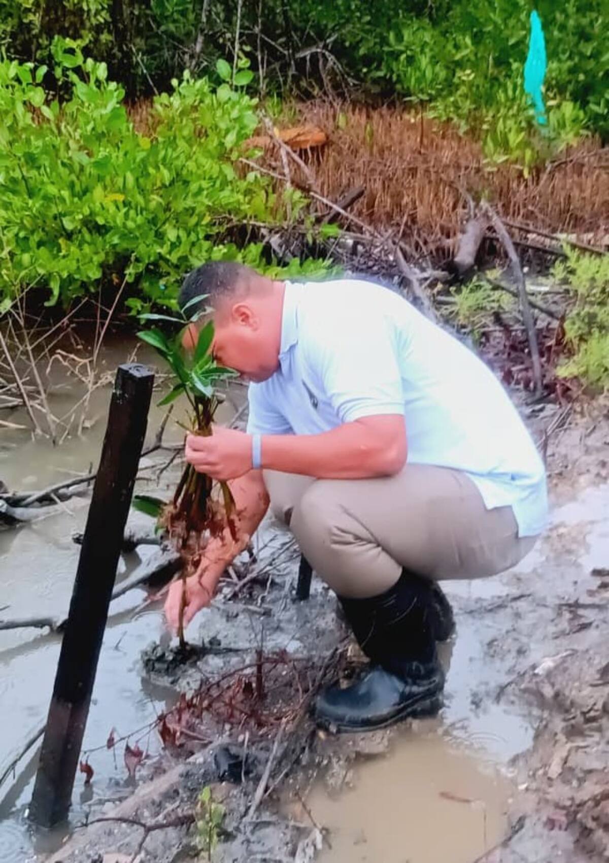 Guardia Ambiental impulsa recuperación de la Ciénaga de la Virgen con siembra de manglar. // Cortesía