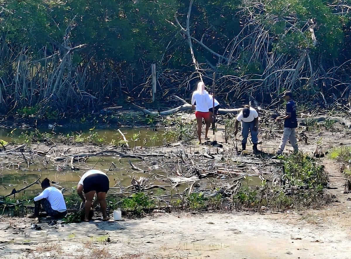 Esta intervención tiene como objetivo prioritario recuperar las zonas de bajamar y degradadas. // Foto: cortesía - Guardia Ambiental