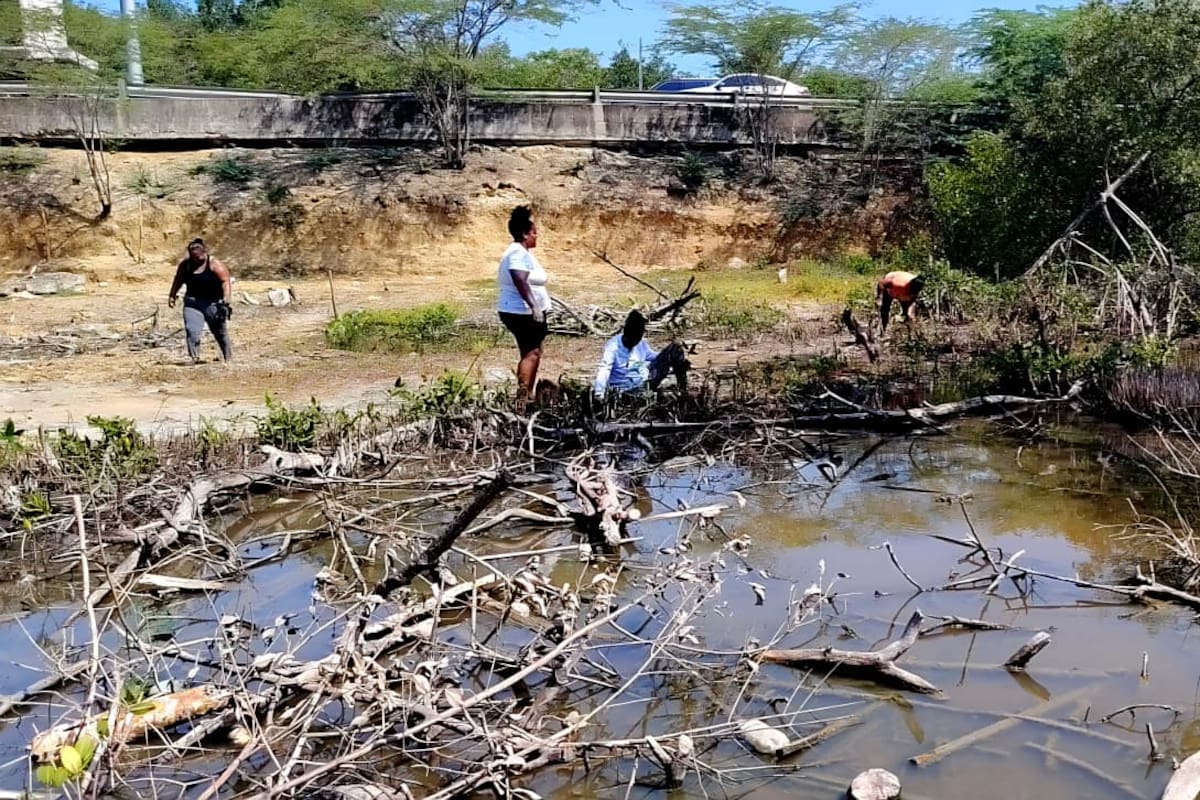 Siembran 3.000 mangles en La Boquilla para recuperar la Ciénaga de la Virgen