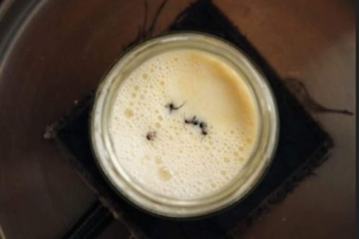 Hormigas vivas en yogur: el ingrediente secreto que sorprende al mundo