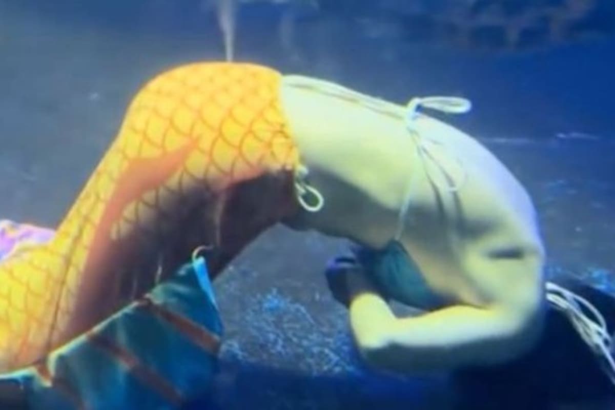 Sirena se desmaya en acuario y causa pánico durante el espectáculo