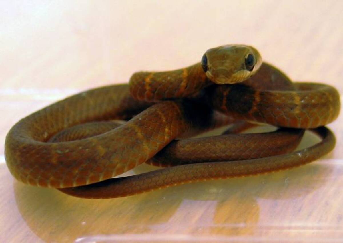 Una serpiente mexicana fue encontrada en un avión. AP