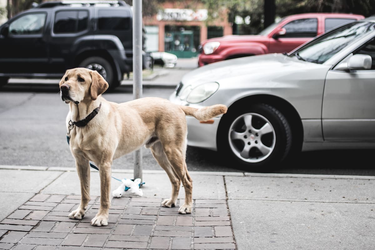 SOAT podría cubrir animales atropellados: esto propone la ley