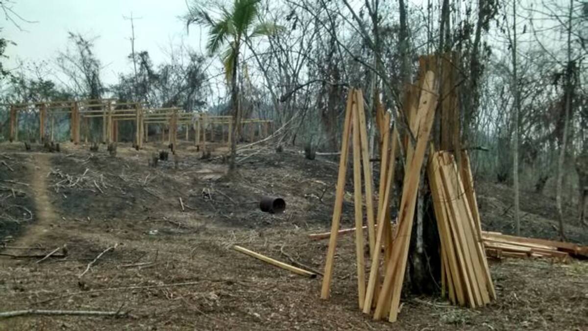 Los campesinos piden que las autoridades ambientales, como Cardique y la Umata, hagan presencia en el sector para frenar la tala de estos árboles. Lila Leyva/El Universal