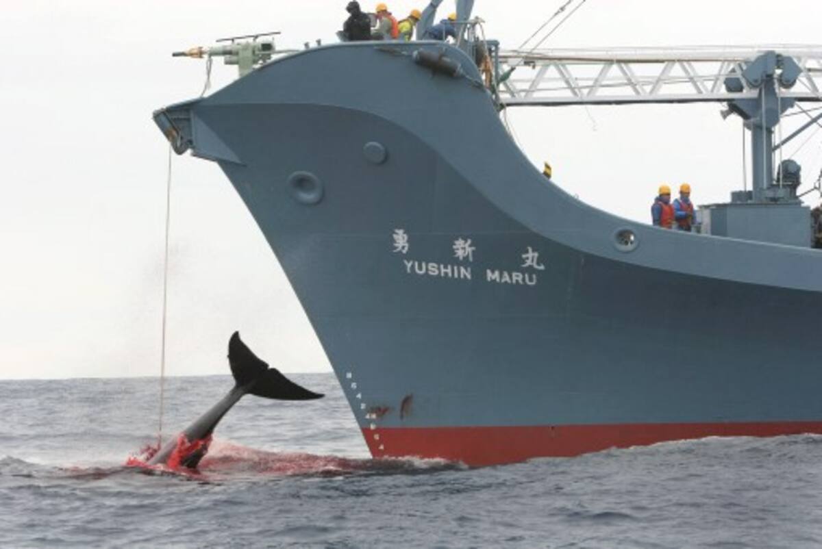 Japón es el mayor cazador de ballenas en el mundo. En 2009 capturó 1.004 ballenas; le sigue Noruega con 536 ballenas e Islandia con 38, sólo en el 2009. Cortesía/Greenpeace