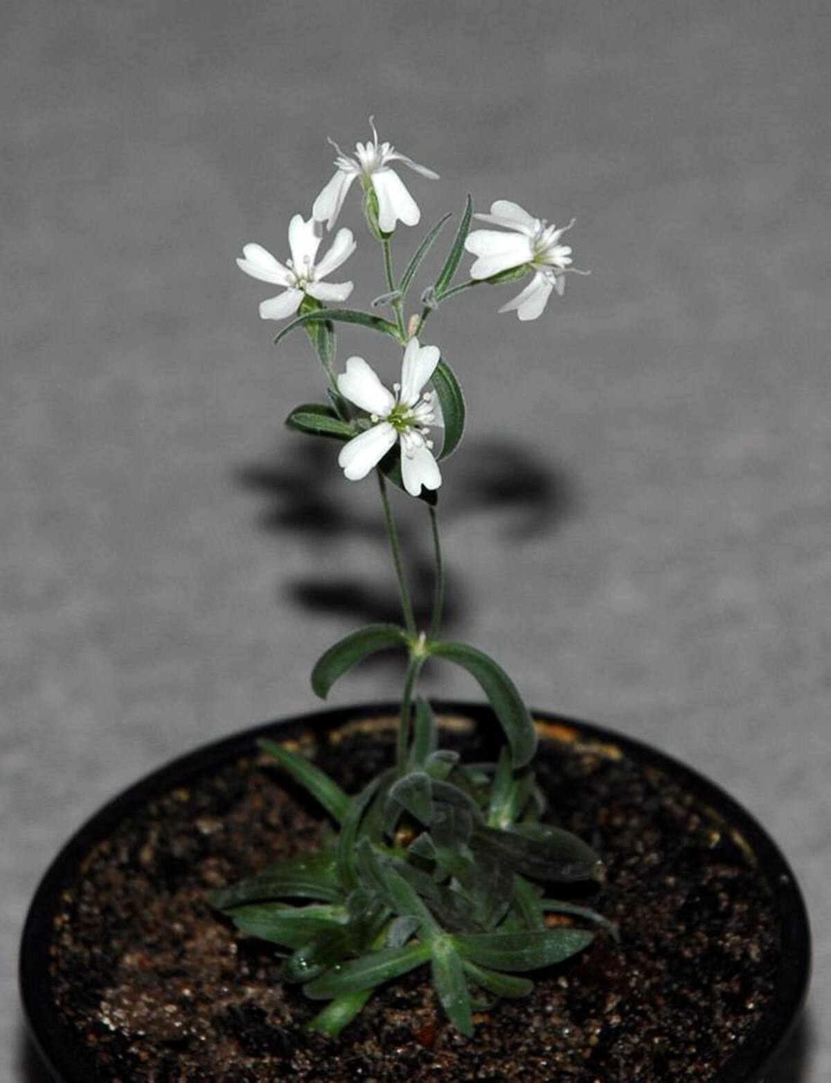 Silene stenophylla AP