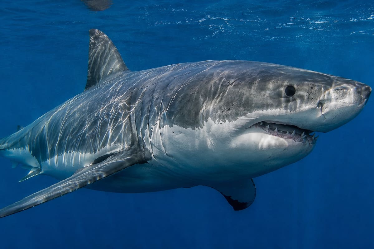 Se acercó a un tiburón para tomarle fotos y sufrió un brutal ataque