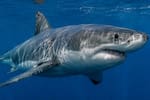 Un tiburón ataca a un hombre y causa alarma en una playa