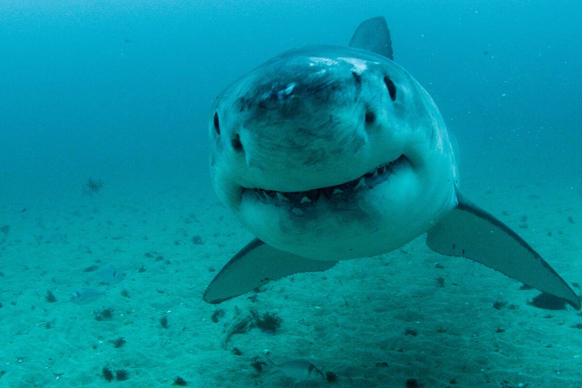Video: tiburón ataca brutalmente a buceador ante turistas y causa pánico