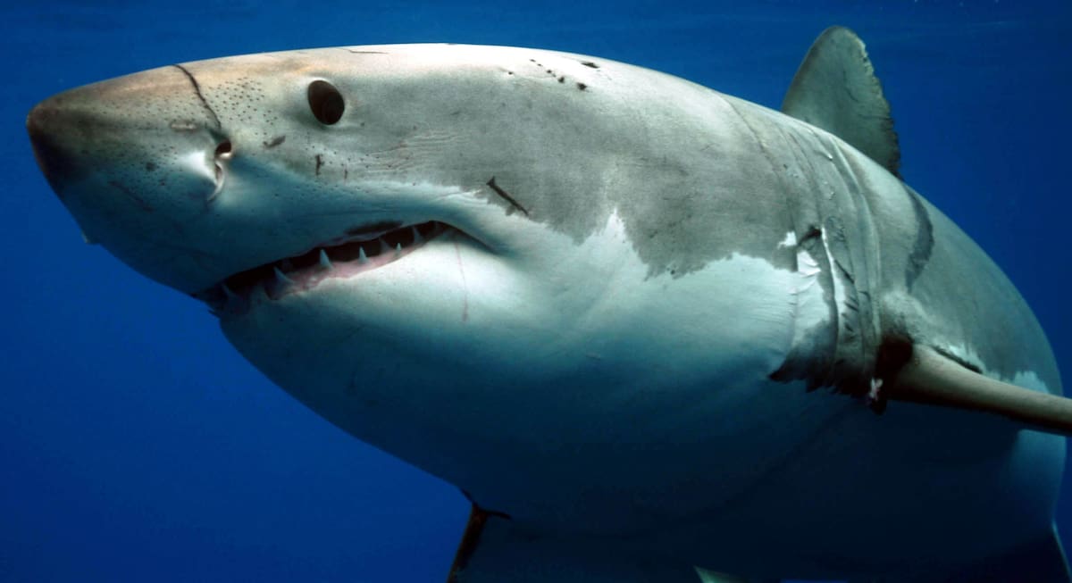 Tiburón ataca a buceador en playa de Israel. // Foto: Colprensa-Cortesía Discovery Channel.