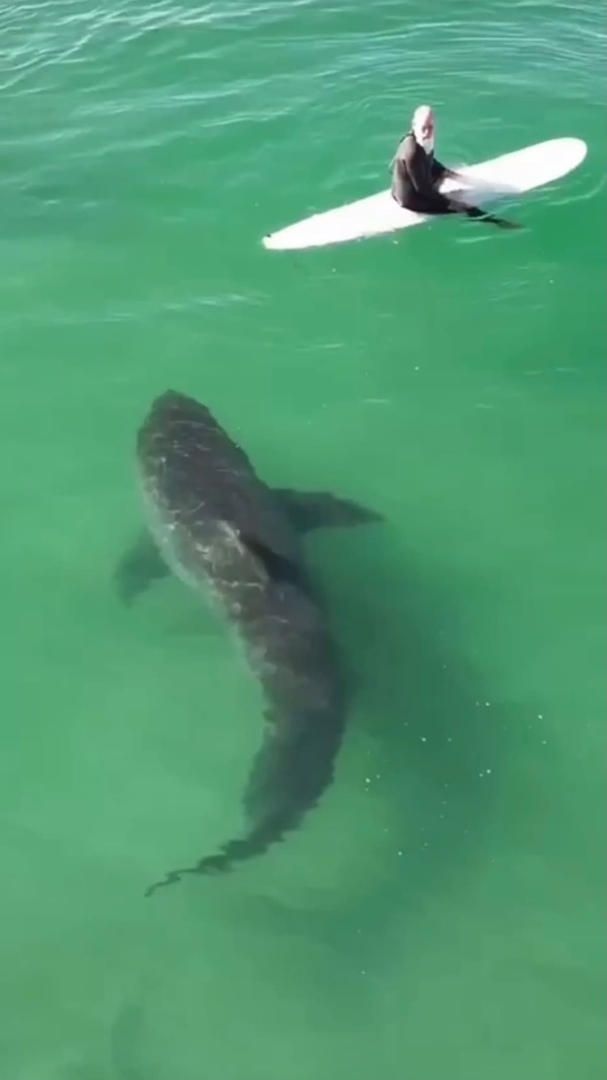 Tiburón de casi cinco metros sorprende a surfistas en California. // Foto: screenshot del vídeo.
