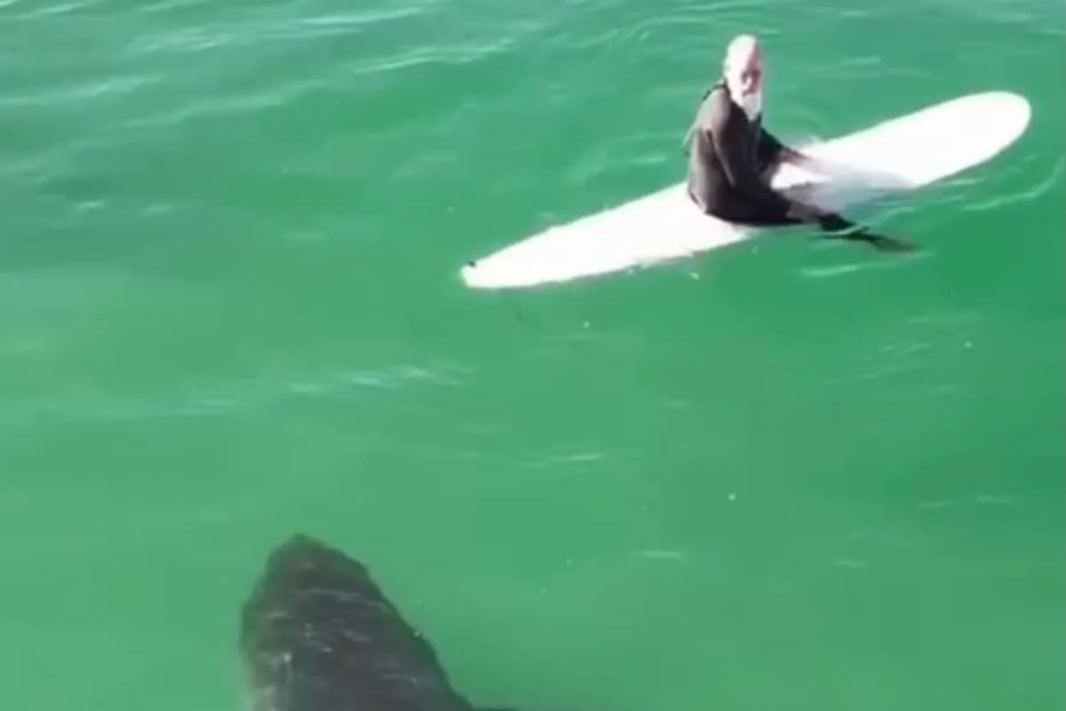 ¡De no creer! Tiburón de casi cinco metros sorprende a surfistas en California y se aleja sin atacar