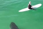 ¡De no creer! Tiburón de casi cinco metros sorprende a surfistas en California y se aleja sin atacar