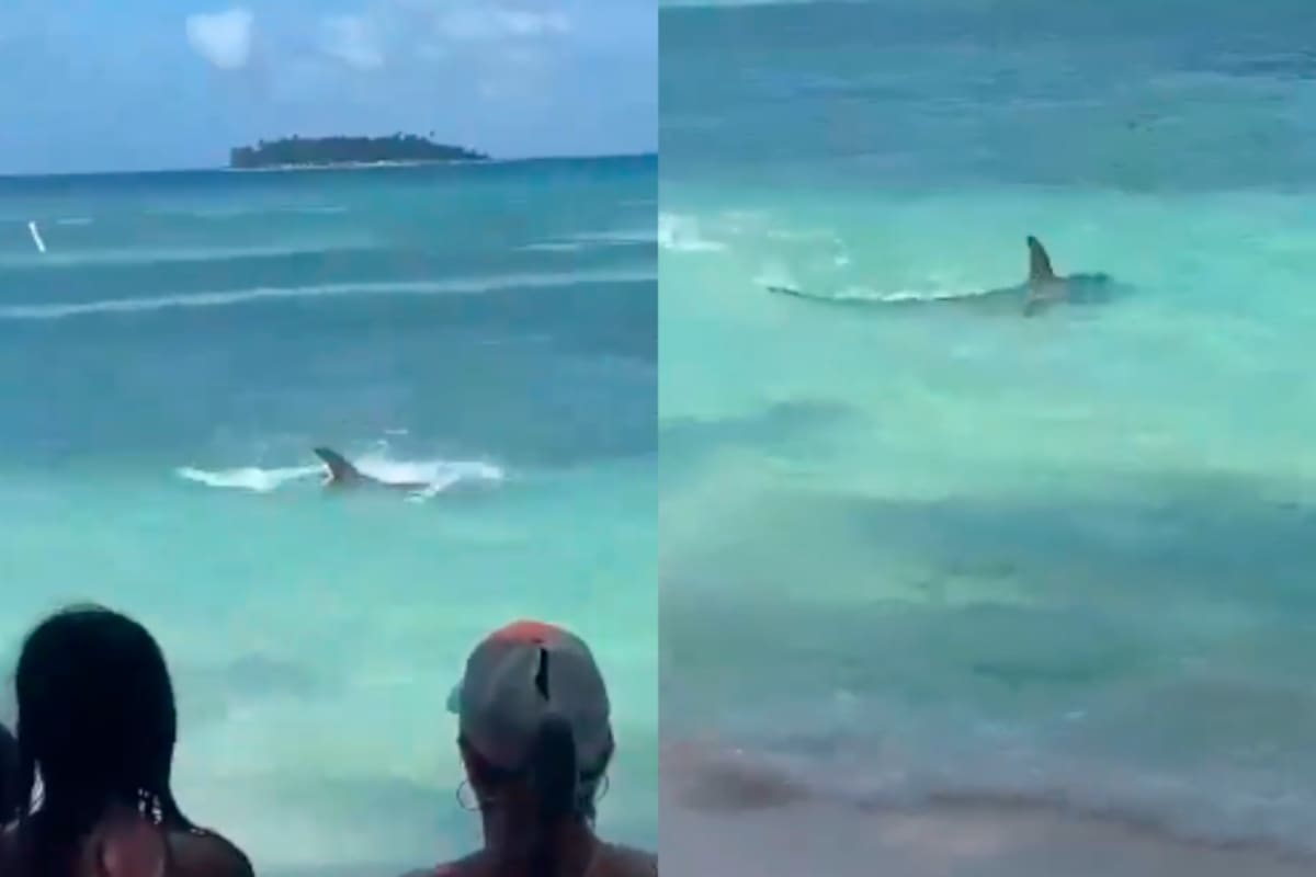Video: Pánico en playa de San Andrés tras la aparición de un tiburón