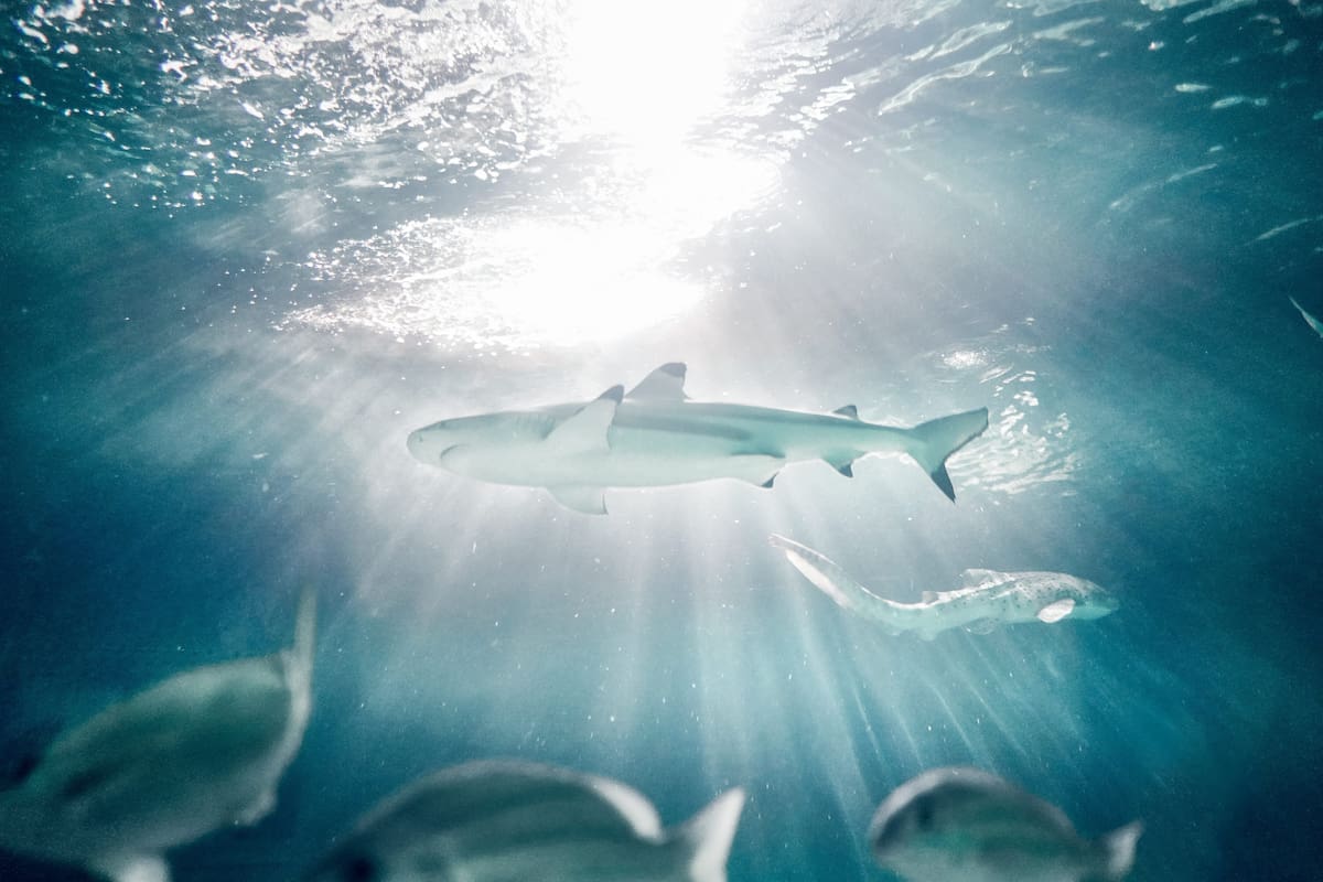 Existe la posibilidad que en el mar Caribe están recorriendo los extremos marítimos, tiburones drogados por efectos de la cocaína // 123rf.