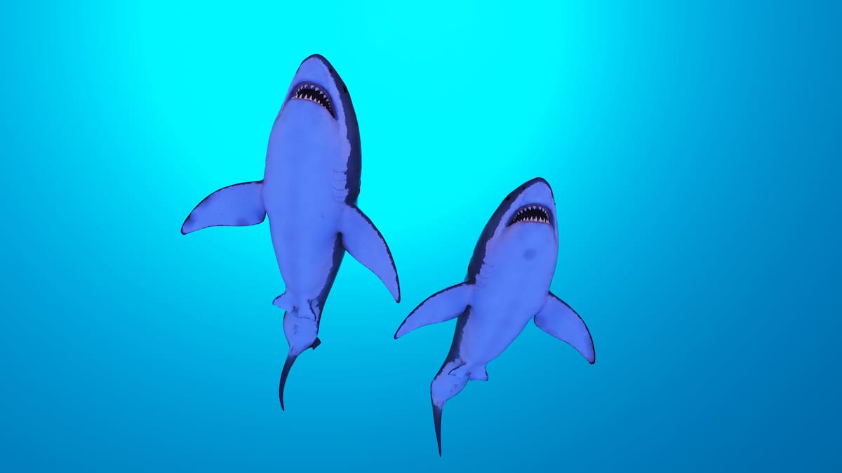 Existe la posibilidad que en el mar Caribe están recorriendo los extremos marítimos, tiburones drogados por efectos de la cocaína // 123rf.