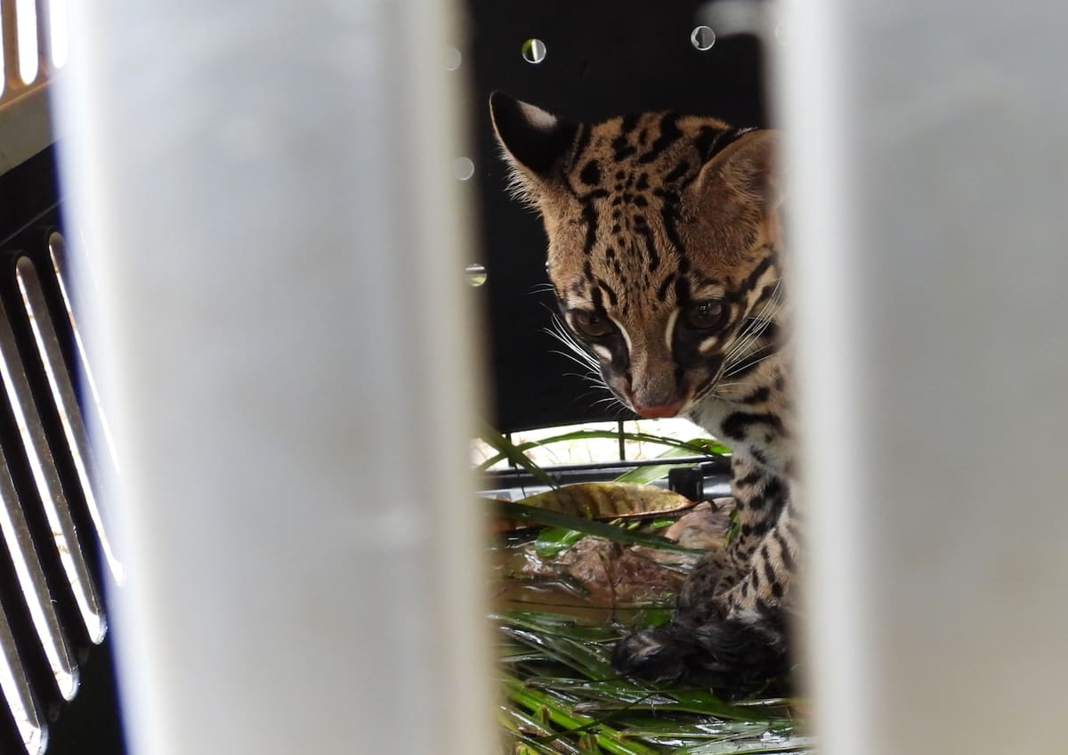 Actualmente, esta especie enfrenta serias amenazas, como la tenencia ilegal en cautiverio como mascotas.// Foto: cortesía