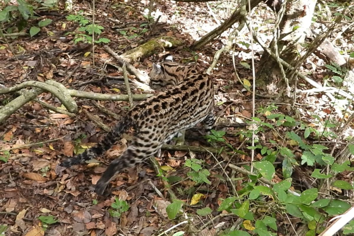 Liberan tigrillos en los Montes de María