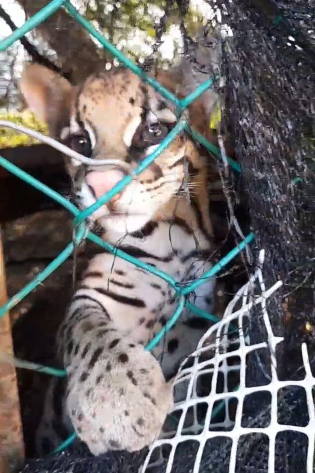 Los animales recibieron asistencia en el Centro de Atención y Valoración de Fauna (CAV) del EPA Cartagena.// Foto: cortesía