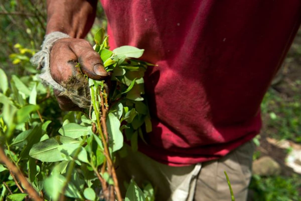La agricultura debe diversificarse para enfrentar al cambio climático. ARCHIVO