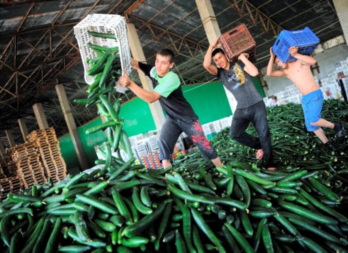 Analizan uso de radiación para atacar bacteria E.coli. AFP