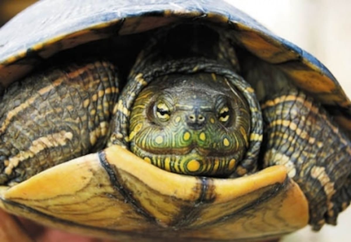 Tortuga icotea