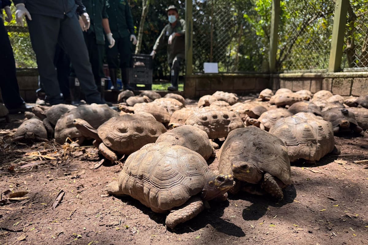 Más de 140 tortugas morrocoy regresan a su hábitat natural en Cartagena