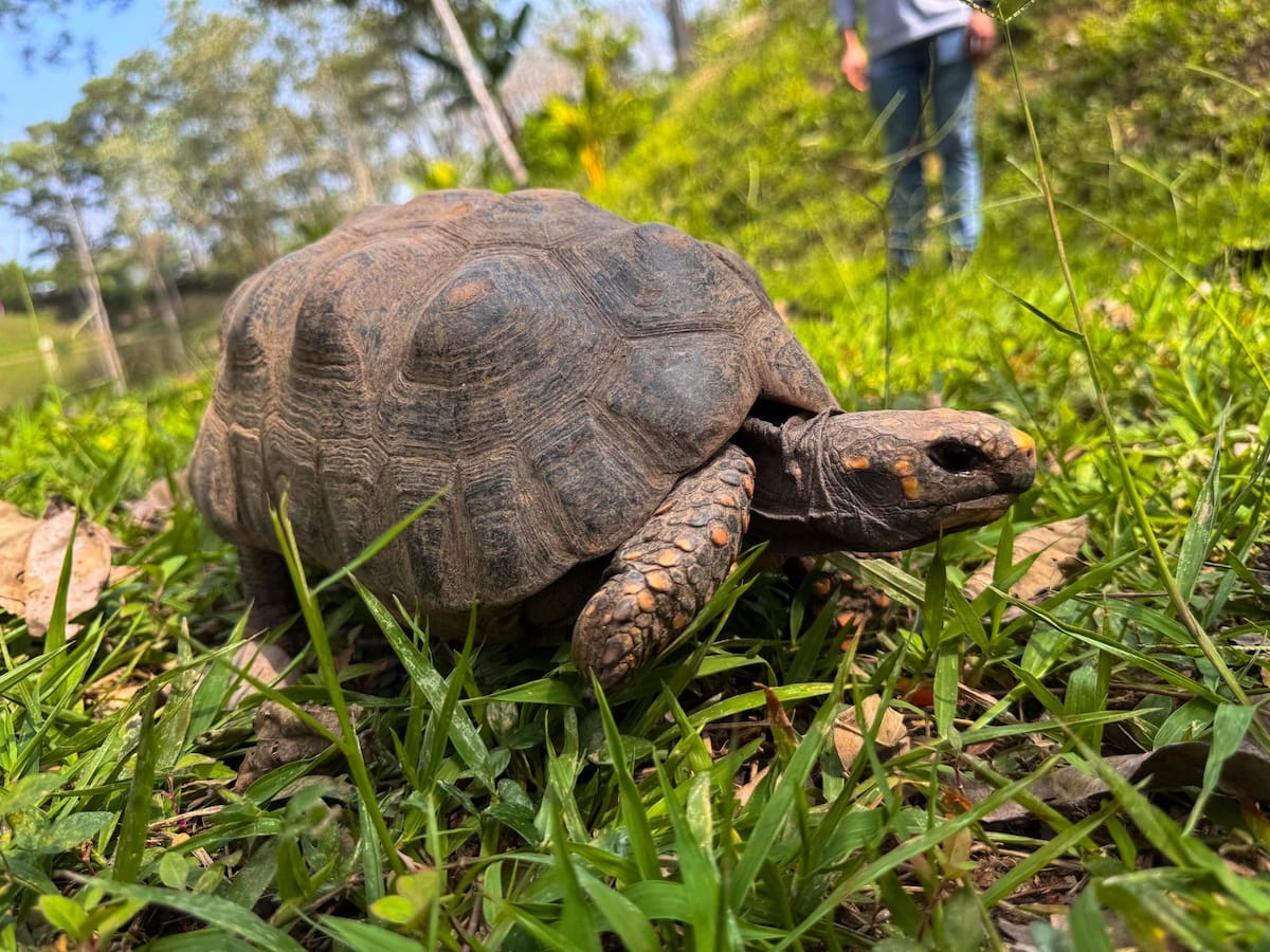 148 tortugas morrocoy fueron liberadas por Cardique y el Área Metropolitana del Valle de Aburrá. // Cortesía.