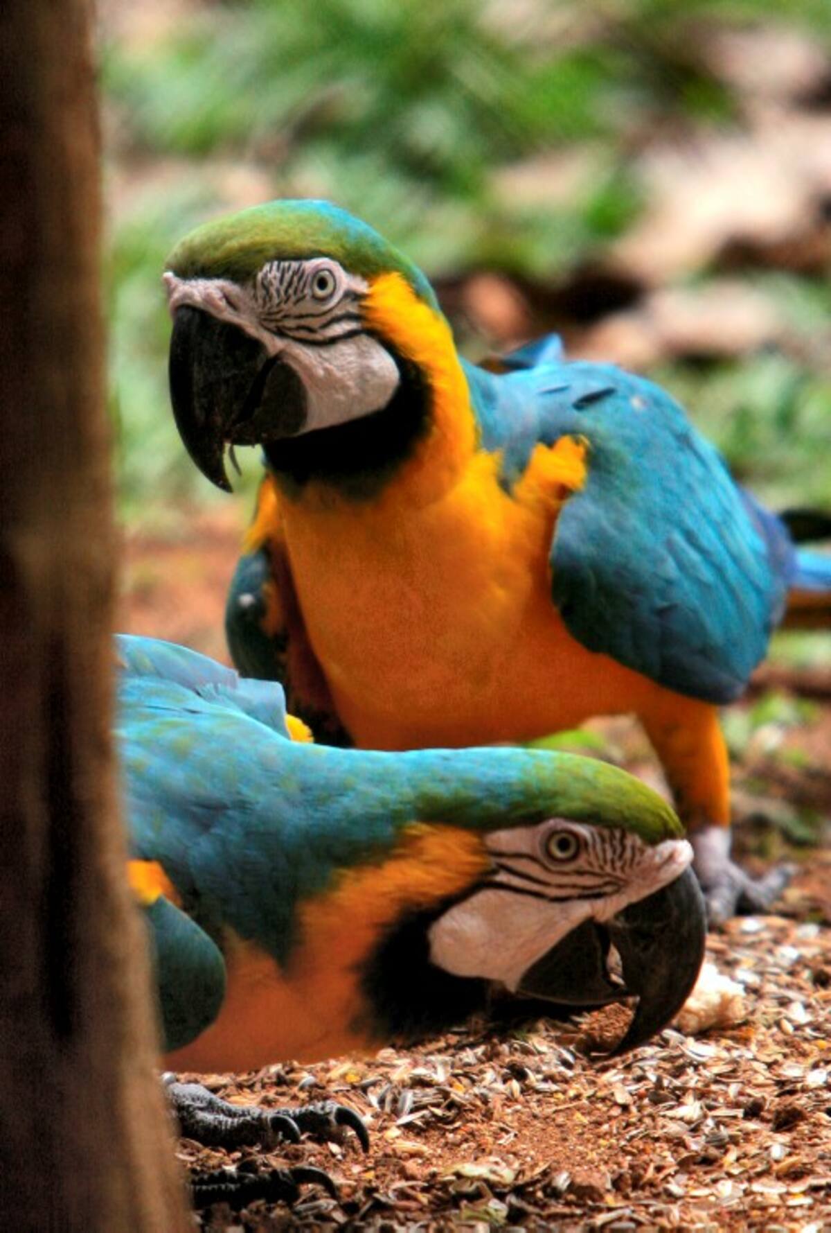 Entre las especies están en riesgo algunas especies de guacamaya, especialmente la verde, azul y amarilla AP / ARNULFO FRANCO