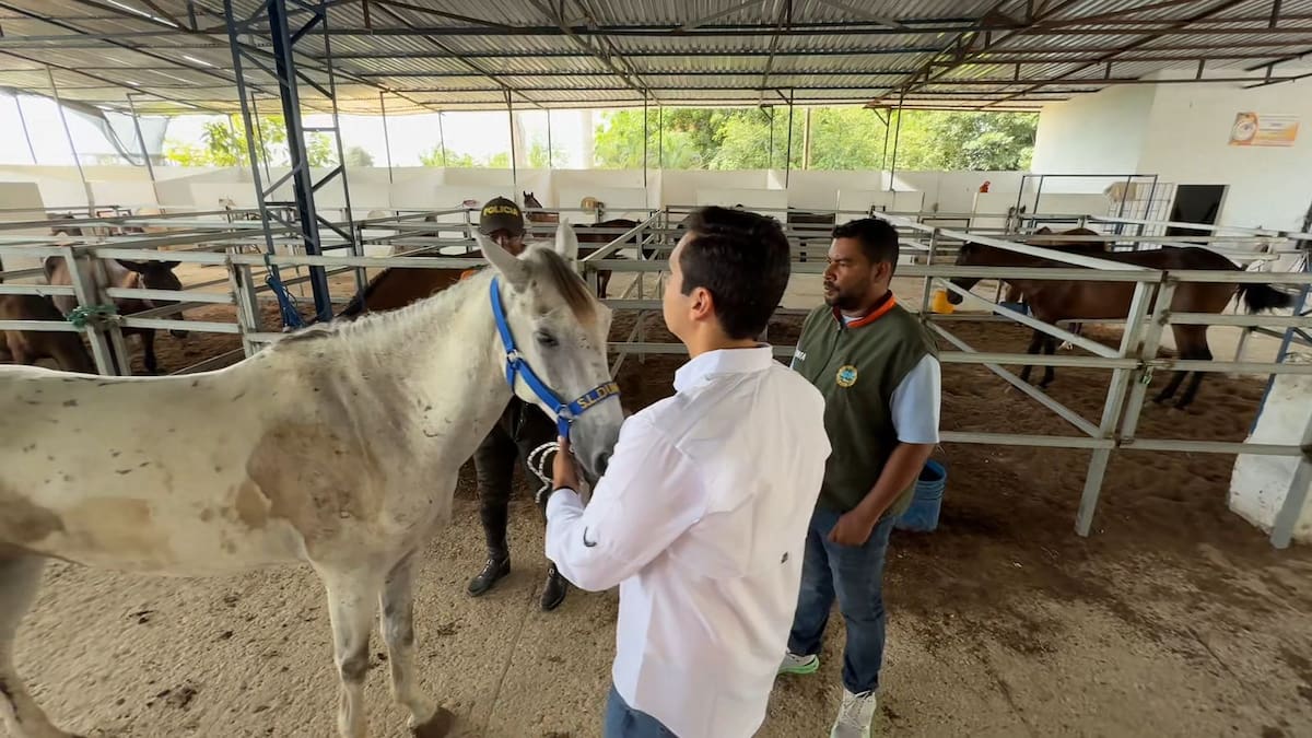 Umata retira caballo adoptado tras verificación oficial. // Foto: cortesía - Umata