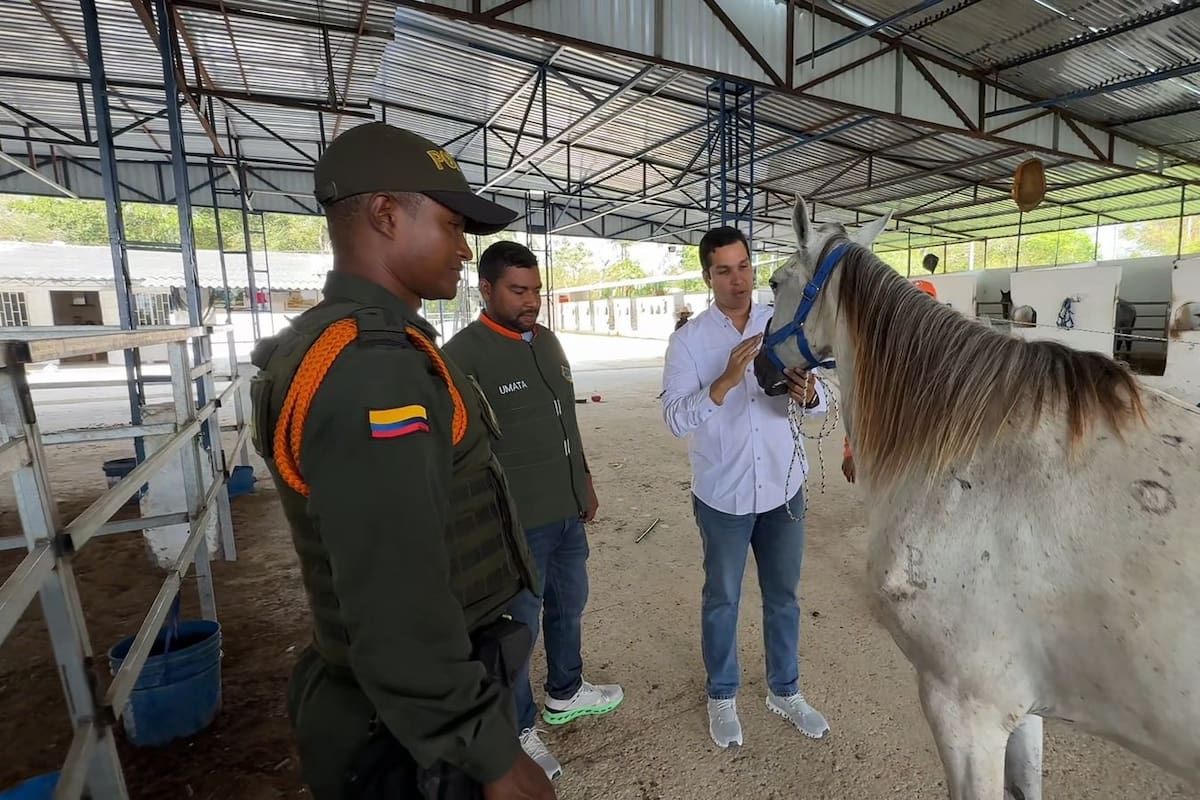 Umata retira caballo cochero adoptado: esto ocurrió