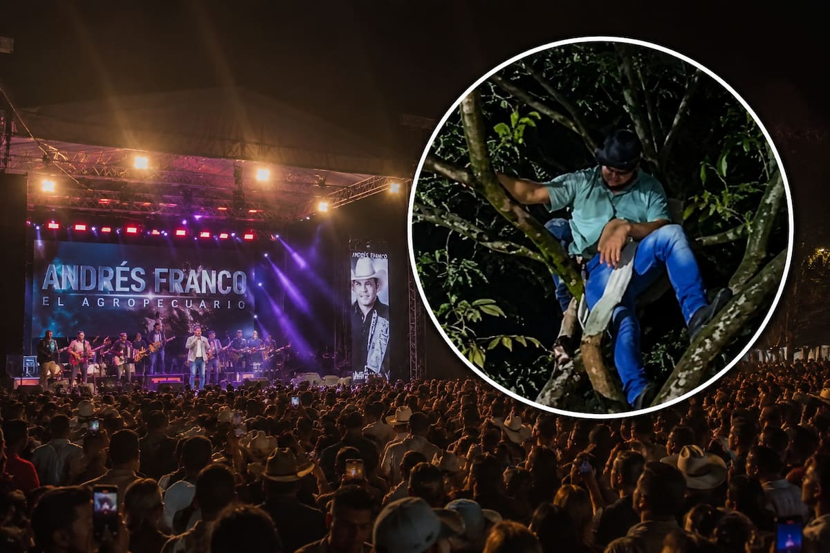 Insólito: hombre se quedó dormido en un árbol durante un concierto