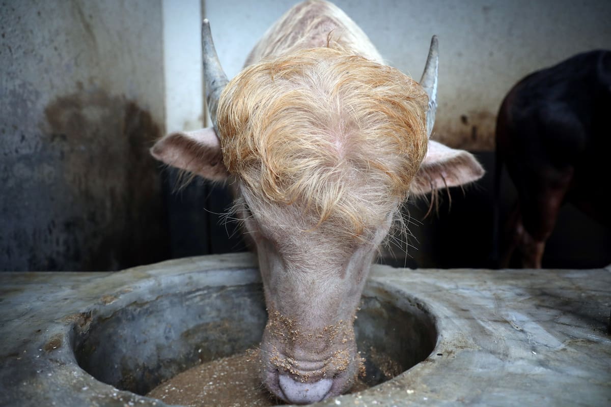 Un búfalo albino de Bangladés llamado "Donald Trump" se ha convertido en una sensación viral. Foto: EFE/EPA/MONIRUL ALAM