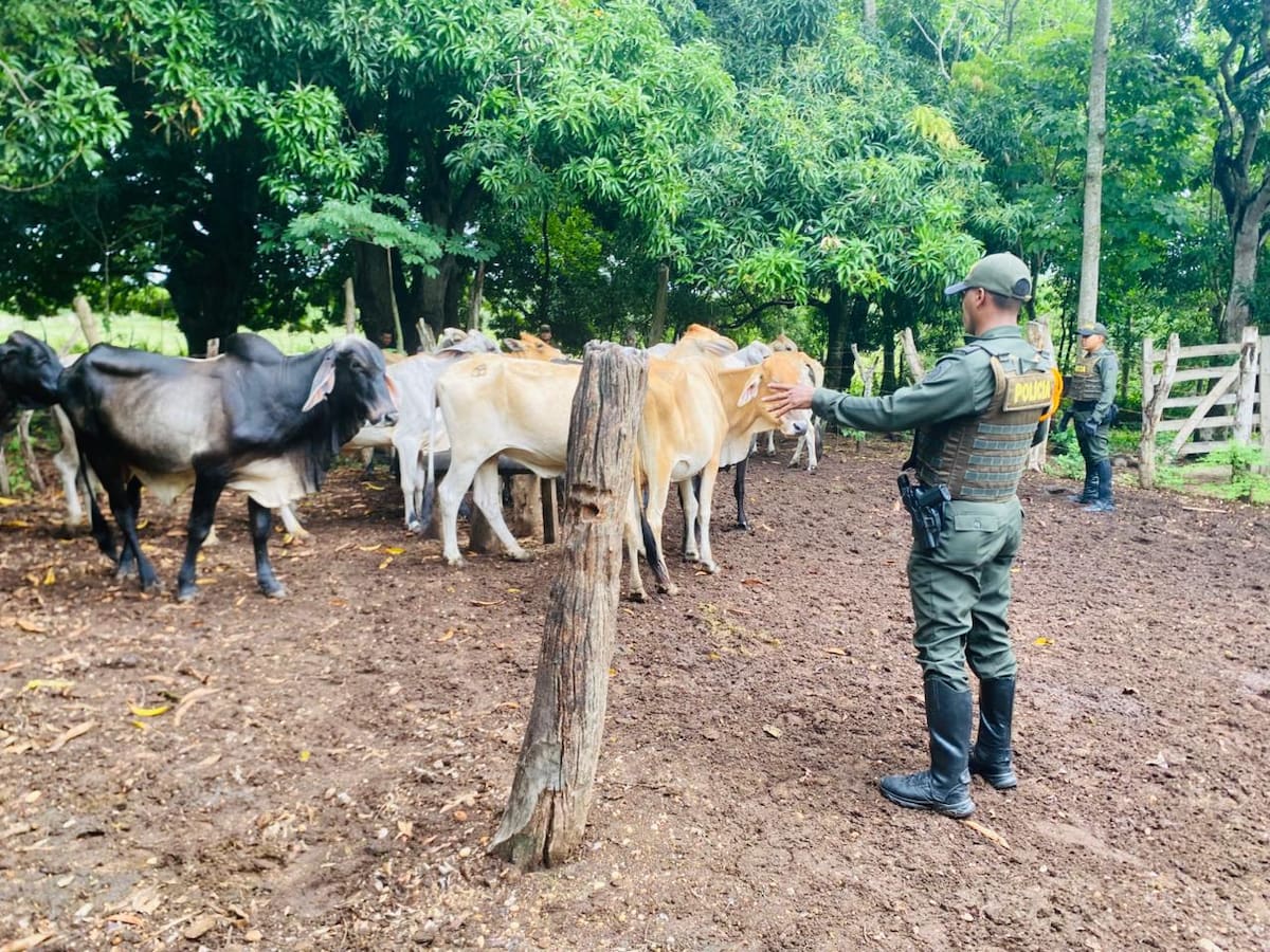 Los semovientes recuperados quedaron a disposición de las autoridades competentes para los trámites de identificación y entrega a sus propietarios. // FOTO: SUMINISTRADA POR POLICÍA DE BOLÍVAR.
