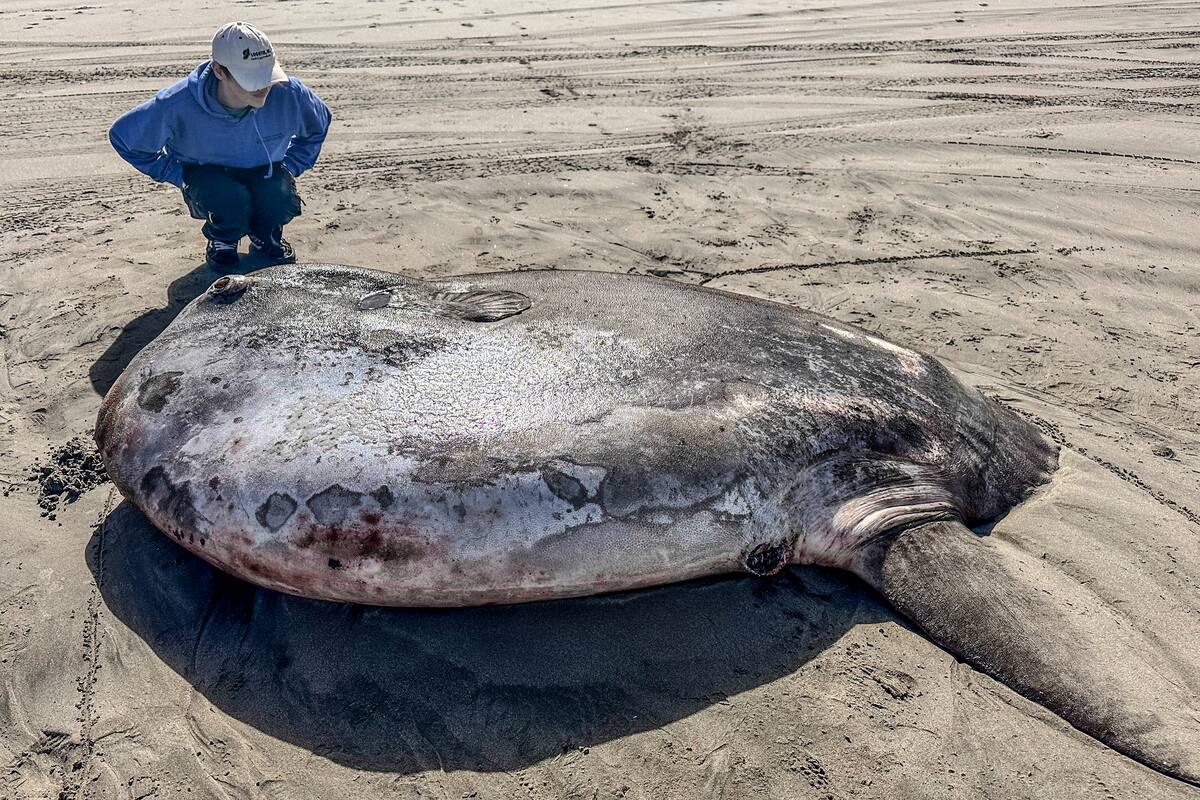 Raro ejemplar de pez luna aparece en la costa de Oregón y asombra al mundo