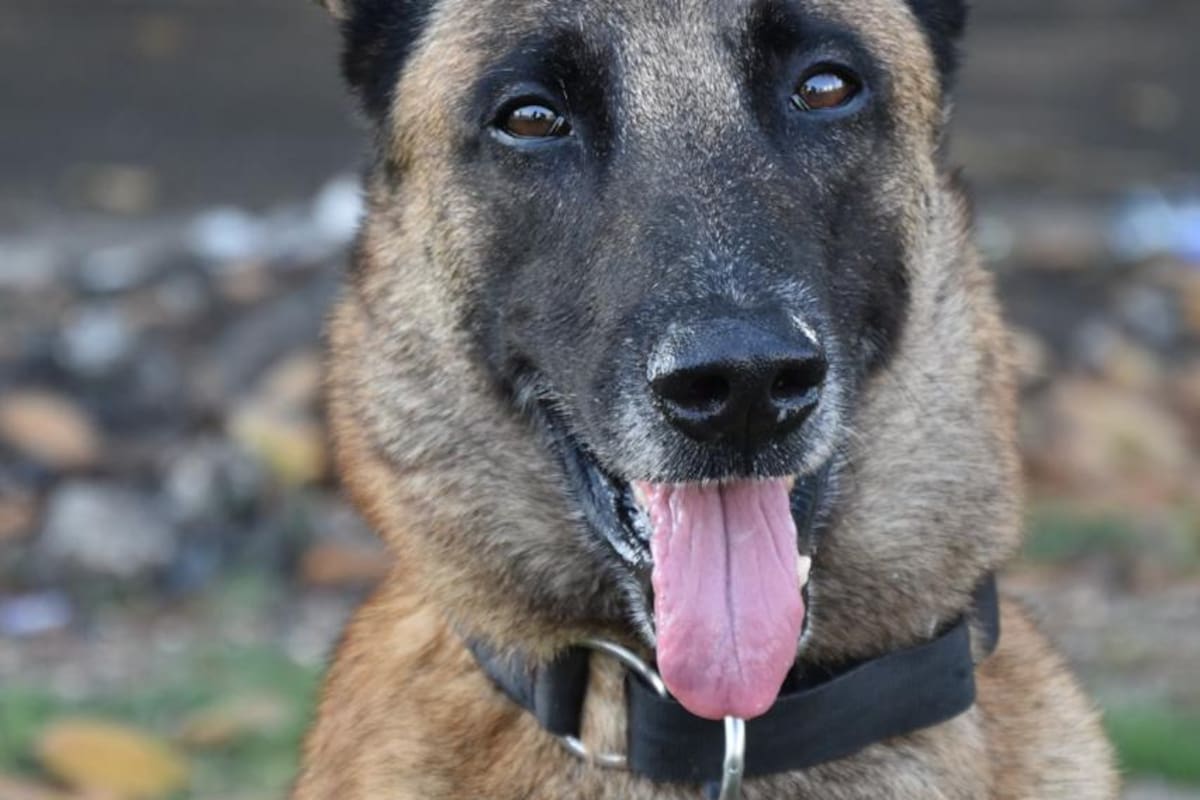 Un héroe llamado Killer: la historia del canino que protege a Cartagena