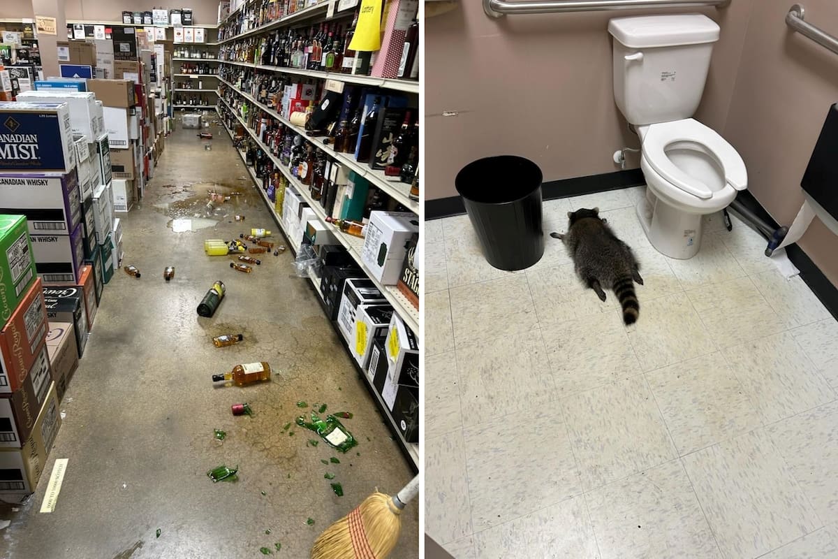 Video: Mapache se emborracha en una licorera y aparece desmayado en el baño