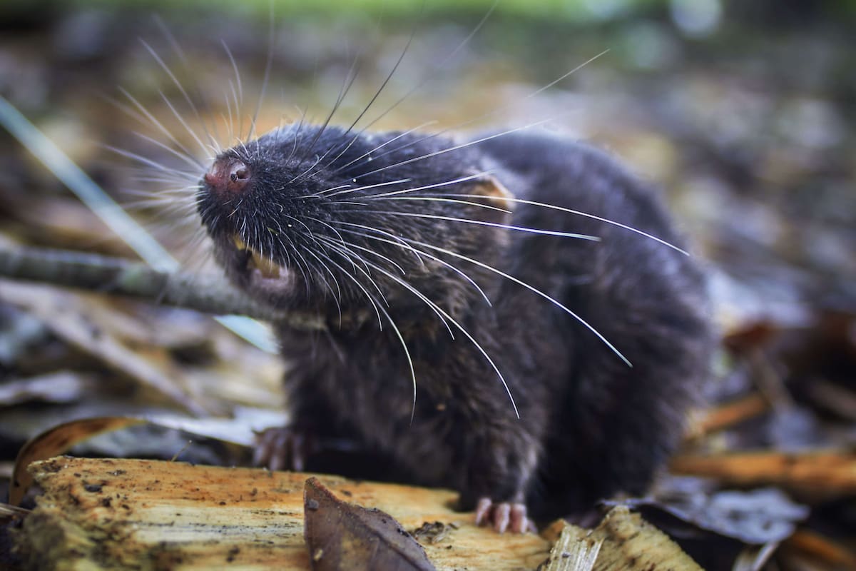 Investigadores descubren especie de ratón anfibio en la Amazonía